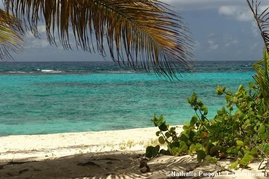 plage feuillère marie galante