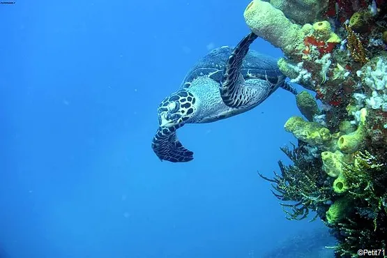 tortue guadeloupe