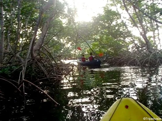 la mangrove guadeloupe