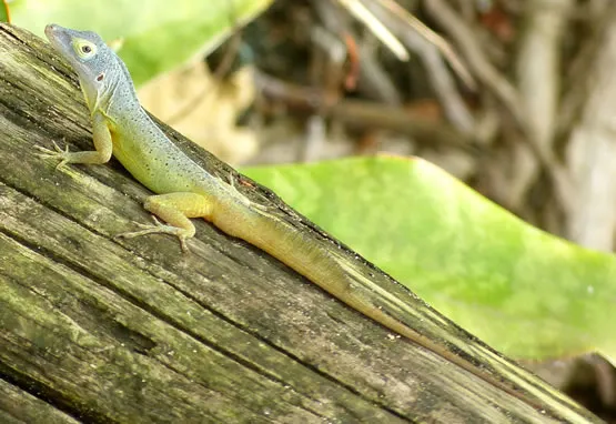 Lézard
