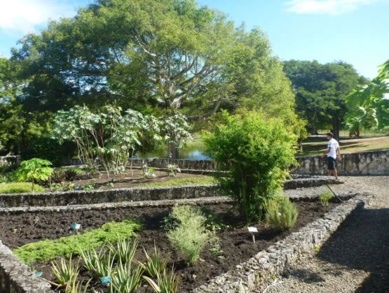 Le jardin médicinal