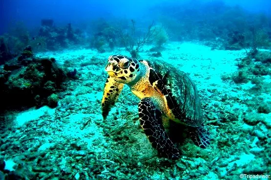 tortue guadeloupe
