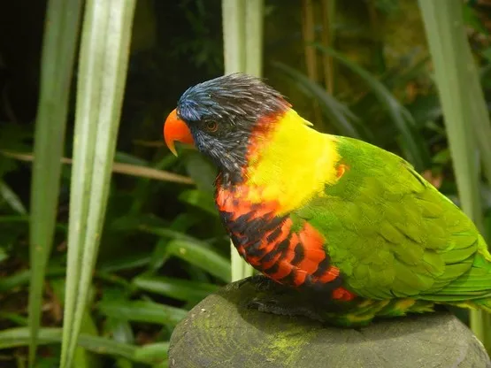 oiseau guadeloupe