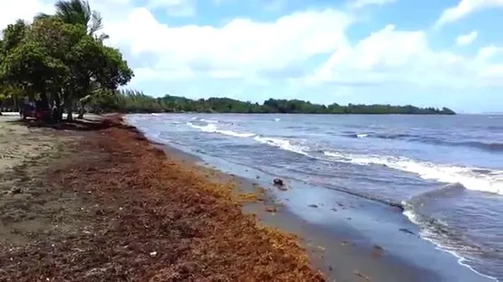 plage de viard petit-bourg