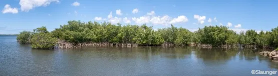 mangrove guadeloupe