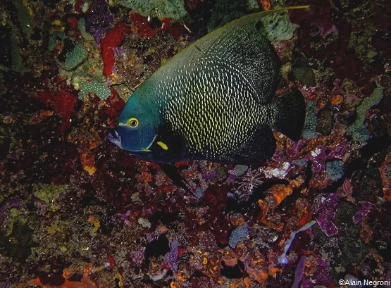 guadeloupe cousteau