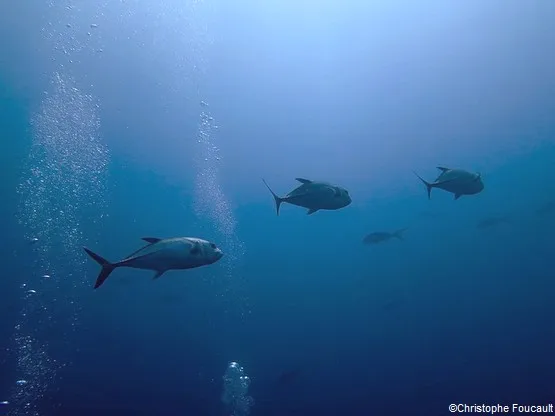 poissons guadeloupe