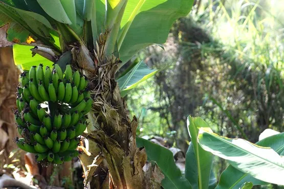 régime de bananes en Guadeloupe