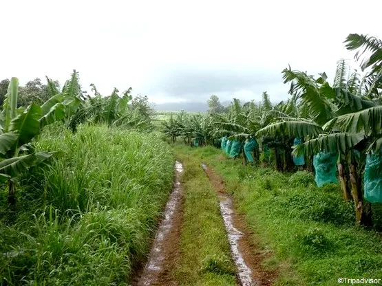 plantation grand café guadeloupe