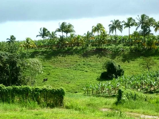 plantation grand café