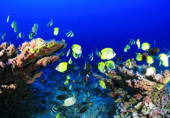 corail guadeloupe