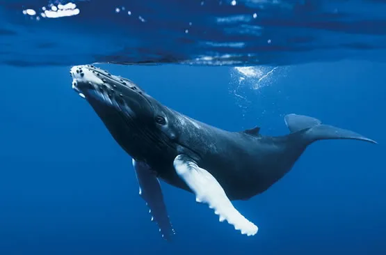 Baleine à bosse