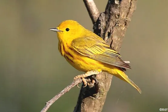 paruline guadeloupe