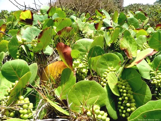 raisinier guadeloupe