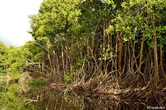la mangrove guadeloupe