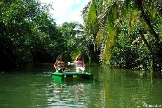 mangrove port louis