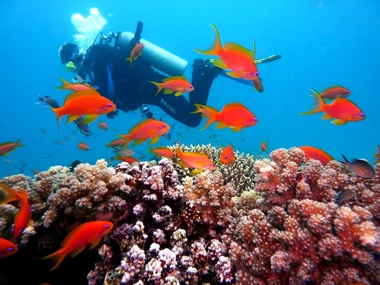 plongée guadeloupe