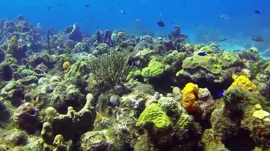 jardin de corail guadeloupe