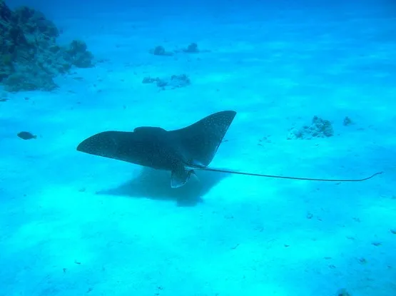 guadeloupe reserve cousteau