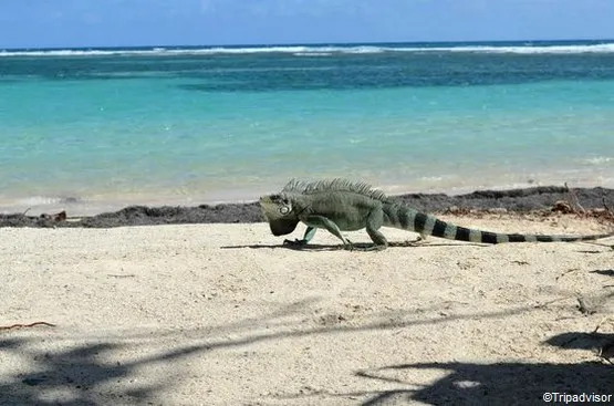 plage de la caravelle guadeloupe