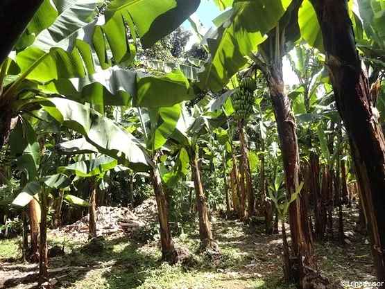 Maison de la banane à Trois Rivières