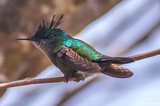 colibri guadeloupe
