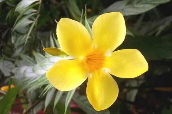 fleur jardin valombreuse