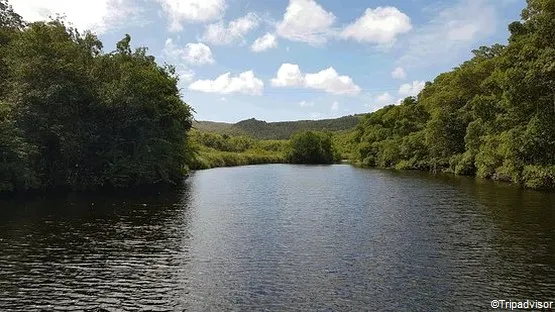 mangrove vieux fort