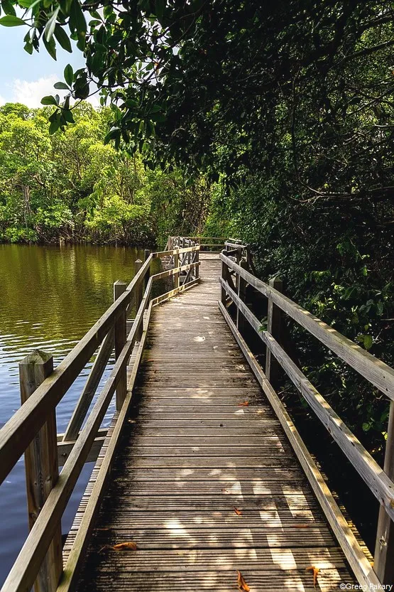 ponton dans la mangrove de vieux fort