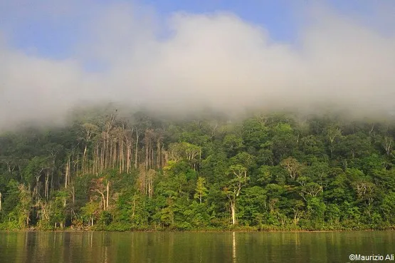 parc amazonien de la guyane