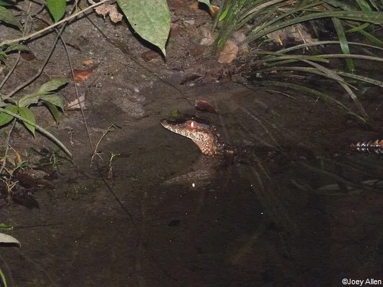 caiman guyane