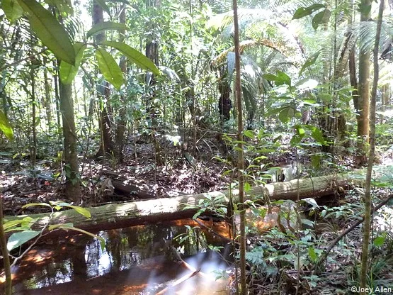 foret tropicale guyane