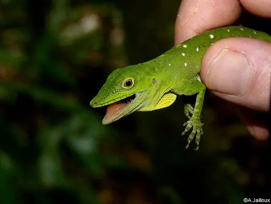 faune guyane