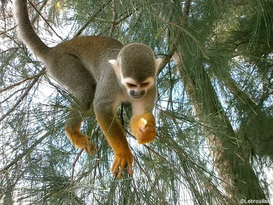 saimiris guyane