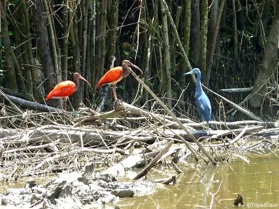 ibis rouge à kourou