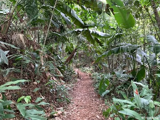 sentier de la Mirande Guyane