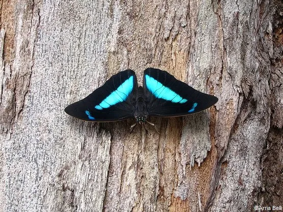 papillon morpho