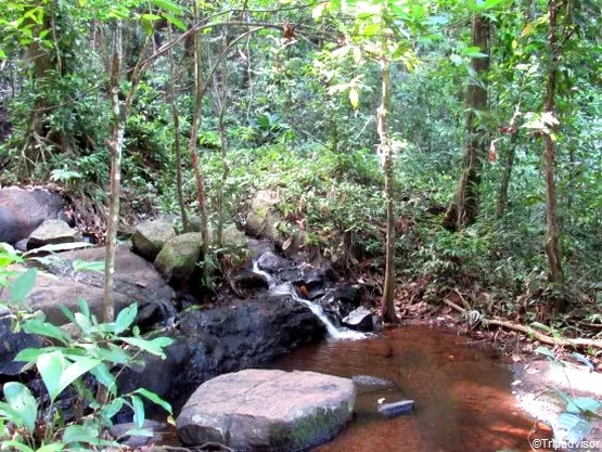 sentier du rorota guyane