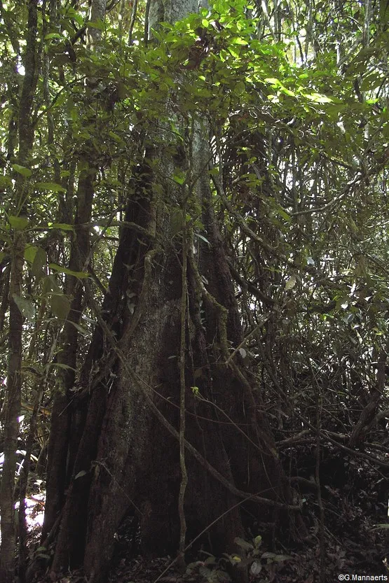 sentier du rorota guyane