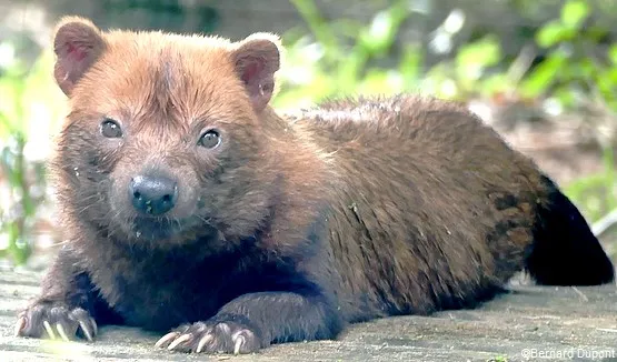 bush dog