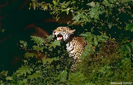jaguar guyane