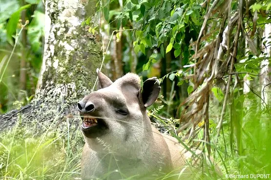 tapir guyane