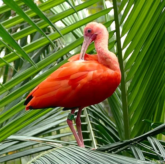 ibis zoo guyane