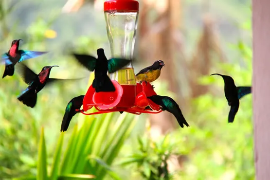 Des colibris au jardin de Balata