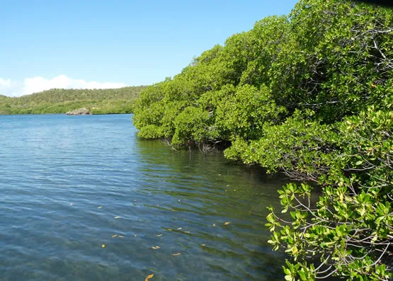 La mangrove