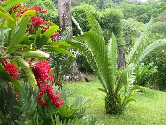 Le jardin de Balata