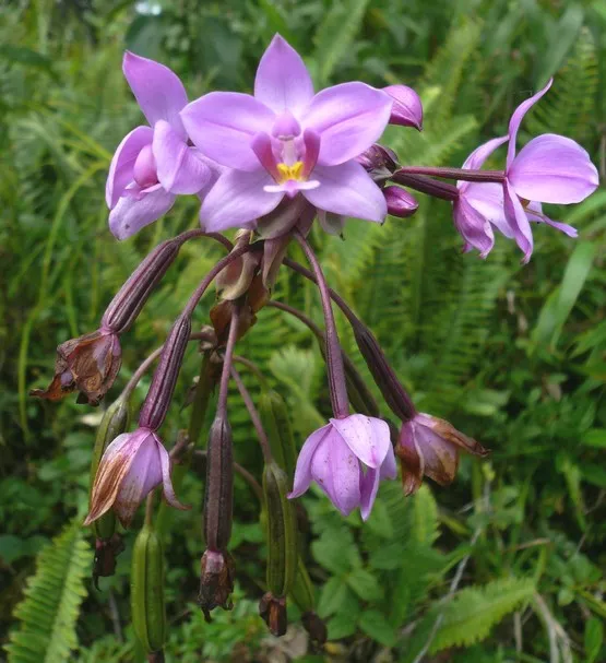 fleur martinique