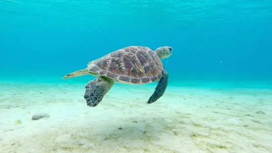 Tortue dans l'Anse Dufour