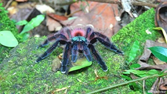 Matoutou falaise Martinique