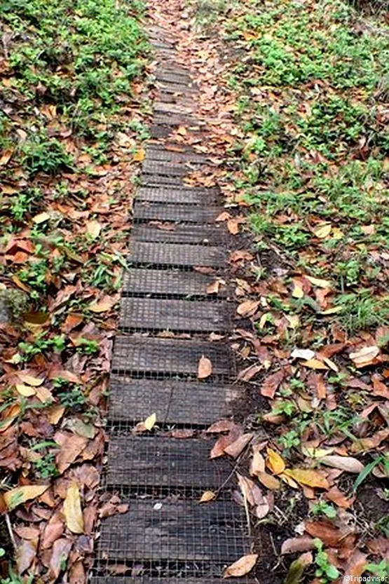 sentier cascade Martinique